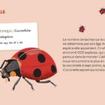 AUZOU | Mes Insectes à Déterrer