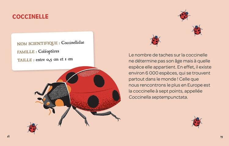 AUZOU | Mes Insectes à Déterrer