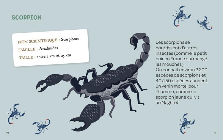 AUZOU | Mes Insectes à Déterrer