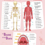 AUZOU | Mes Affiches Pour Apprendre - Première année