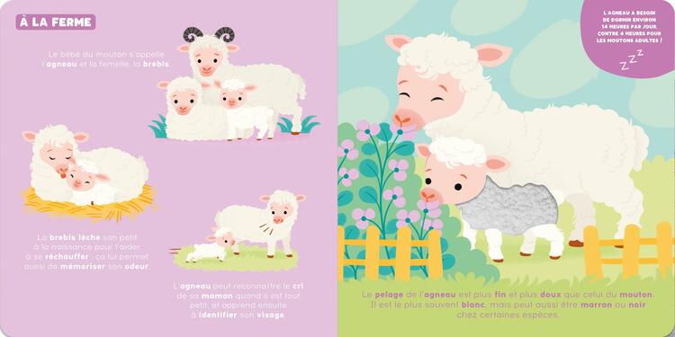 AUZOU | P'tit touche à tout - Les bébés animaux