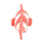 LES DÉGLINGOS | Les Ptipotos - Maman et bébé, Bigou le poisson clown -  Corail